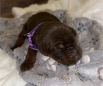 Puppy Purple Girl Doberman Pinscher
