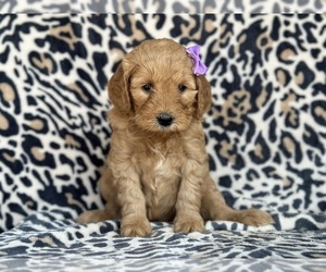 Goldendoodle (Miniature) Puppy for sale in LANCASTER, PA, USA