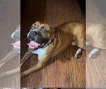 Small #3 Boxer