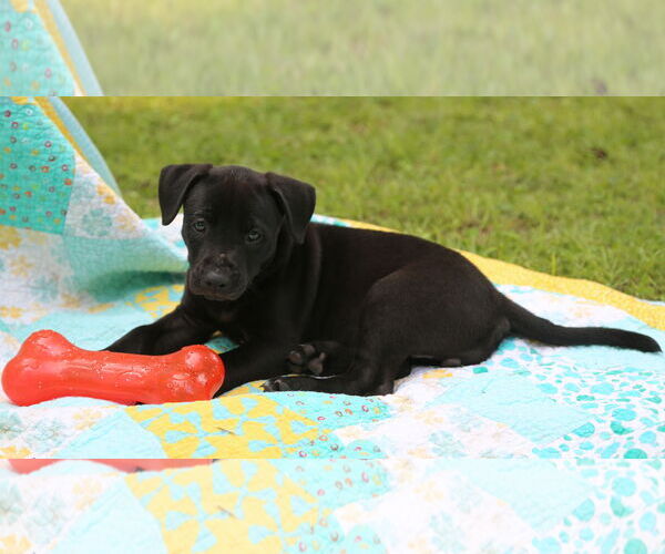 Medium Photo #10 Mutt Puppy For Sale in Wakefield, RI, USA