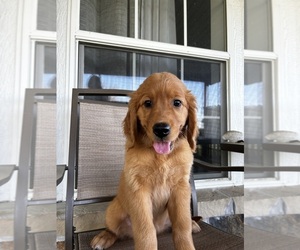 Golden Retriever Puppy for Sale in ELK CITY, Kansas USA