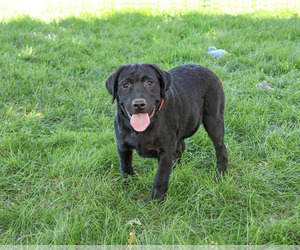 Labrador Retriever Puppy for Sale in SYRACUSE, Indiana USA