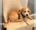 Small #1 Border Terrier-Cavalier King Charles Spaniel Mix