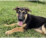 Puppy Zoe German Shepherd Dog