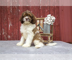 Puppy Fox Cocker Spaniel-Poodle (Miniature) Mix