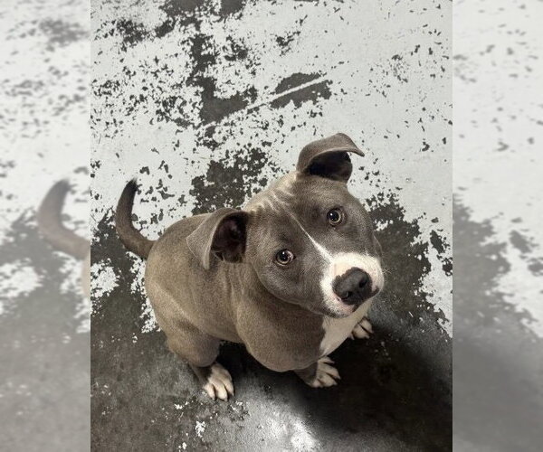 Medium Photo #2 American Staffordshire Terrier-Staffordshire Bull Terrier Mix Puppy For Sale in Brewster, NY, USA