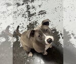 Small #1 American Staffordshire Terrier-Staffordshire Bull Terrier Mix