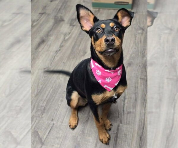 Medium Photo #2 Rottweiler-Unknown Mix Puppy For Sale in Lakewood, CO, USA