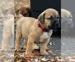 Puppy Red Puppy Boerboel