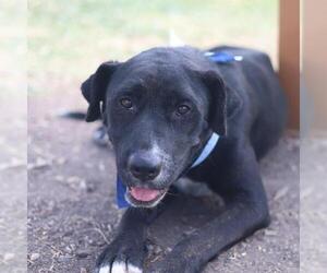 American Staffordshire Terrier-Unknown Mix Dogs for adoption in San Antonio, TX, USA