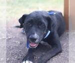Small American Staffordshire Terrier Mix
