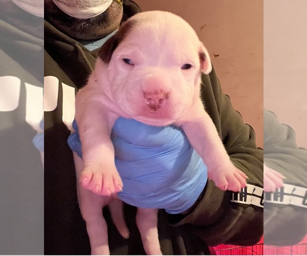 View Ad American Bully Puppy for Sale near Connecticut, WALLINGFORD