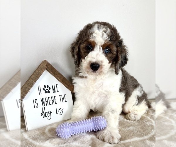 Medium Photo #6 Miniature Bernedoodle-Poodle (Miniature) Mix Puppy For Sale in INDIANAPOLIS, IN, USA