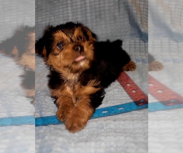 Medium Photo #239 Yorkshire Terrier Puppy For Sale in AKRON, OH, USA
