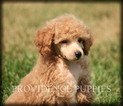 Small Photo #24 Poodle (Miniature) Puppy For Sale in COPPOCK, IA, USA