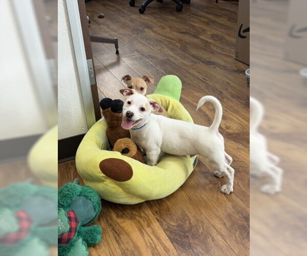 Medium Photo #2 Mutt Puppy For Sale in Pleasanton, CA, USA