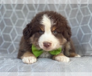 Medium Australian Shepherd