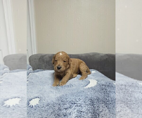 Medium Photo #24 Goldendoodle Puppy For Sale in COLLINSVILLE, IL, USA