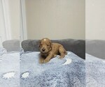 Small Photo #24 Goldendoodle Puppy For Sale in COLLINSVILLE, IL, USA