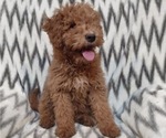 Small Photo #3 Goldendoodle-Poodle (Miniature) Mix Puppy For Sale in CURTISS, WI, USA