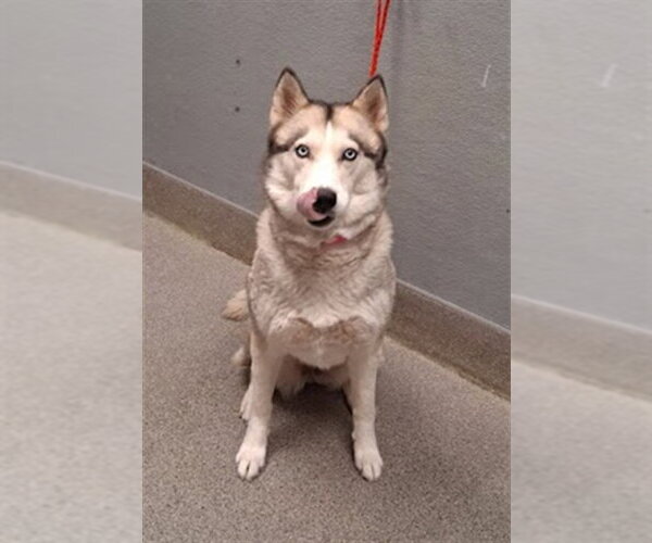 Medium Photo #1 Siberian Husky-Unknown Mix Puppy For Sale in Las Vegas, NV, USA
