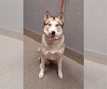 Small Siberian Husky Mix