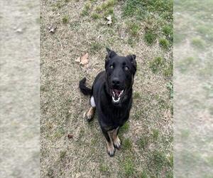 Mutt Dogs for adoption in Riverside, CA, USA