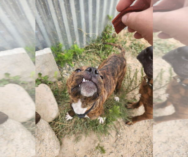 Medium Photo #2 Plott Hound-Unknown Mix Puppy For Sale in garner, NC, USA
