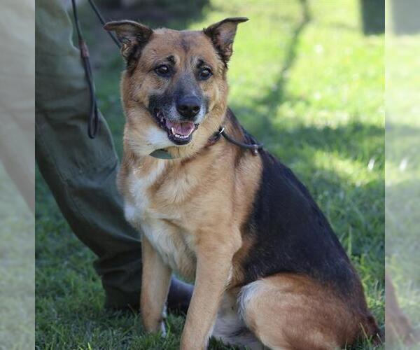 Medium Photo #1 German Shepherd Dog Puppy For Sale in Modesto, CA, USA