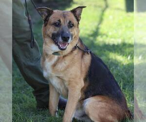 German Shepherd Dog Dogs for adoption in Modesto, CA, USA