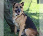 *BRUISER - Male German Shepherd Dog Dog for Adoption - Small photo