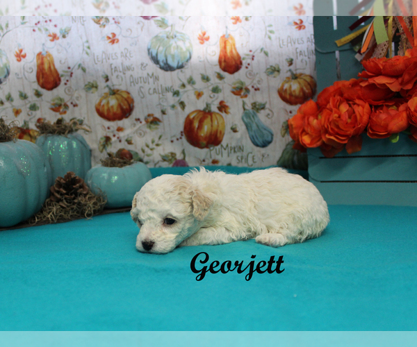 Medium Photo #8 Poodle (Toy) Puppy For Sale in CHANUTE, KS, USA