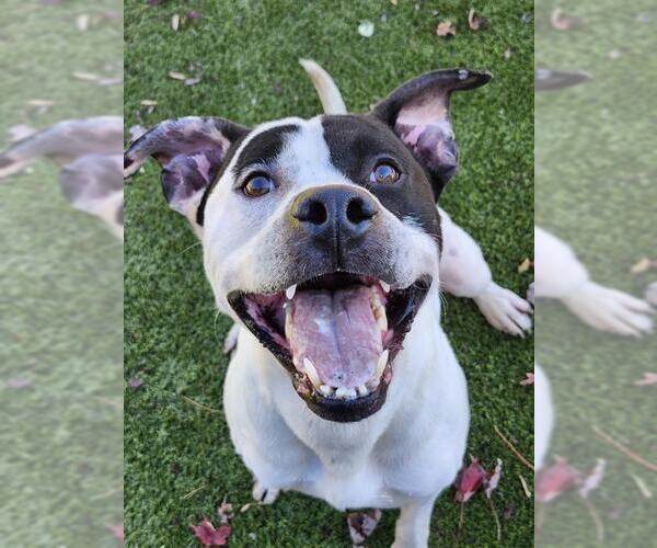 Medium Photo #1 American Bulldog Puppy For Sale in Newton, NC, USA
