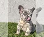 Small Photo #12 French Bulldog Puppy For Sale in SAN ANTONIO, TX, USA