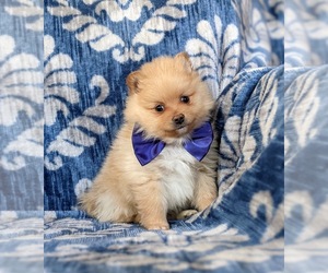 Pomeranian Puppy for sale in CHRISTIANA, PA, USA