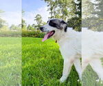Small #5 Great Pyrenees