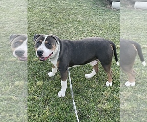 Father of the American Bully puppies born on 05/26/2023