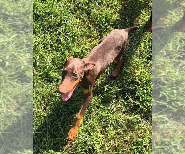Medium Photo #7 Doberman Pinscher Puppy For Sale in KELLYTON, AL, USA