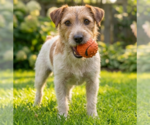 Small Jack Russell Terrier