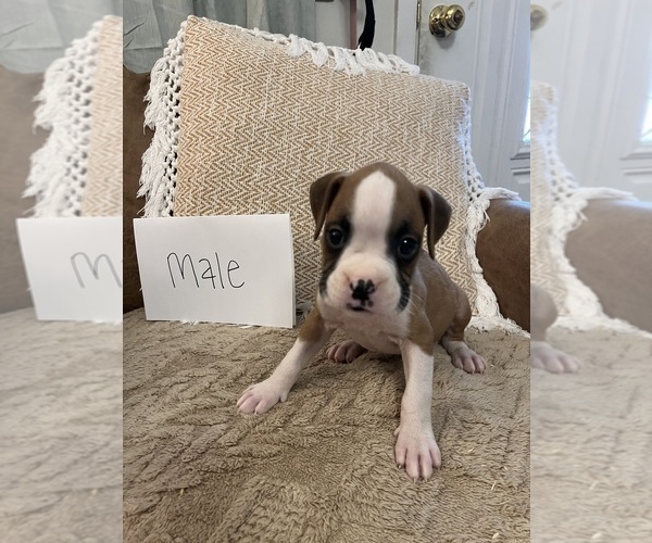 Medium Photo #3 Boxer Puppy For Sale in KILLEEN, TX, USA