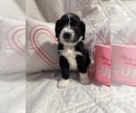 Small Photo #2 Bernedoodle Puppy For Sale in HARRISON, MI, USA