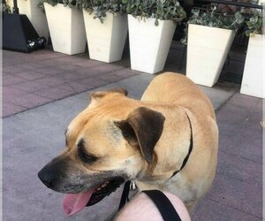 Kobe Boy - Male Black Mouth Cur-Boxer Mix Dog for Adoption - Photo #5