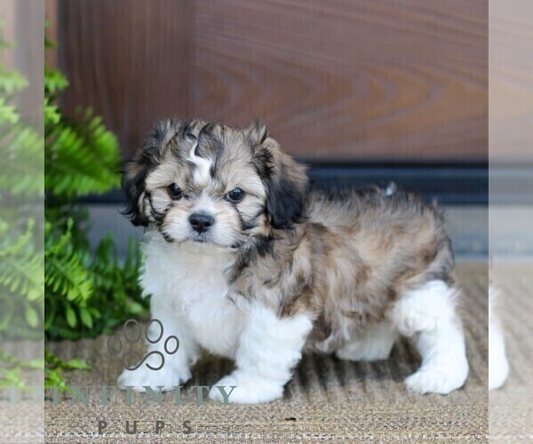 Medium Photo #4 Zuchon Puppy For Sale in MORGANTOWN, PA, USA