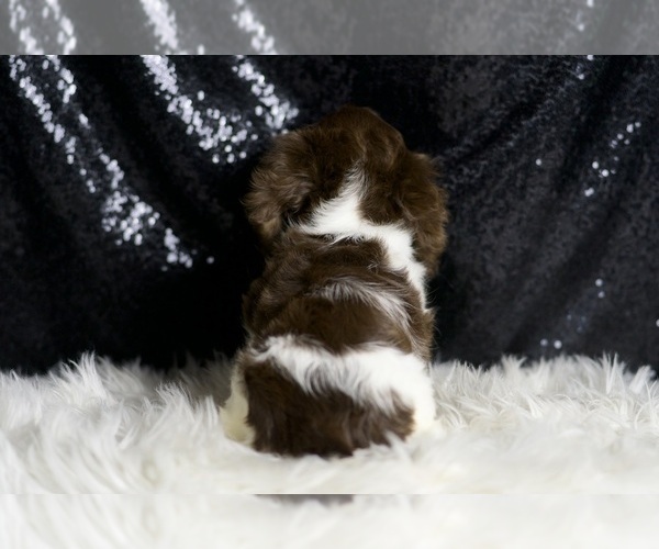 Medium Photo #112 Dachshund Puppy For Sale in WARSAW, IN, USA