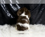 Small #7 Dachshund