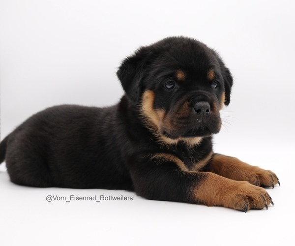 Medium Photo #11 Rottweiler Puppy For Sale in FONTANA, CA, USA