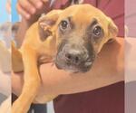 Small #1 Labrador Retriever