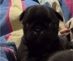 Small Photo #87 Pug Puppy For Sale in HILLSDALE, MI, USA