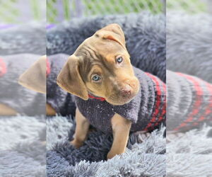 Mutt Dogs for adoption in Springdale, PA, USA