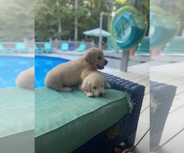 Medium Photo #3 Golden Retriever Puppy For Sale in PIEDMONT, SC, USA